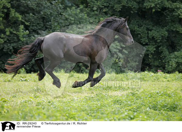 rennender Friese / running Frisian Horse / RR-29240