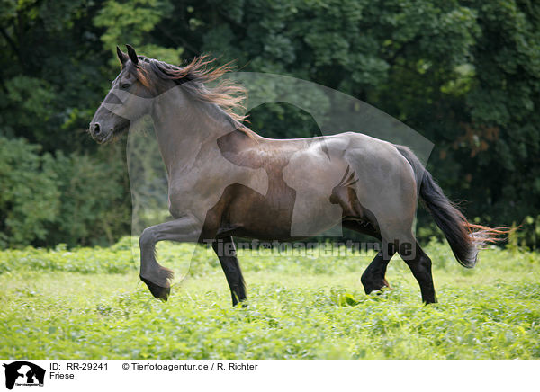 Friese / Friesian Horse / RR-29241