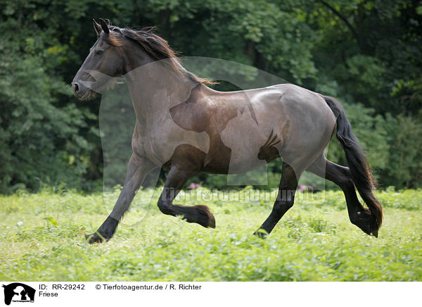 Friese / Friesian Horse / RR-29242