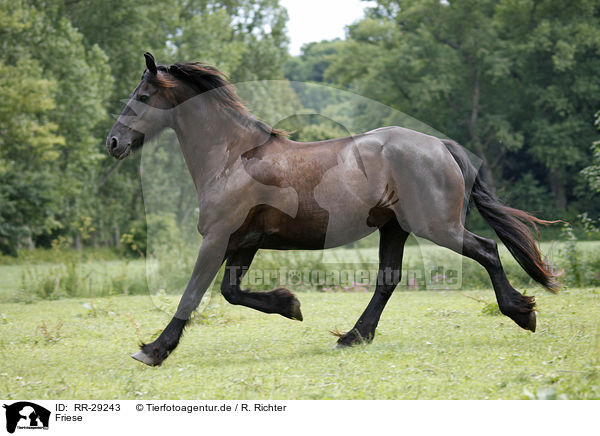 Friese / Friesian Horse / RR-29243
