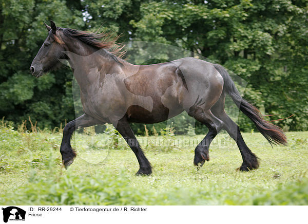 Friese / Friesian Horse / RR-29244
