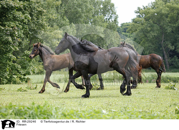 Friesen / Friesian Horses / RR-29246