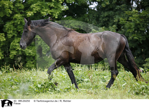Friese / Friesian Horse / RR-29250