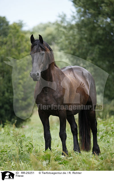 Friese / Friesian Horse / RR-29251