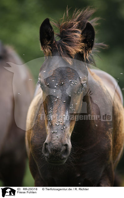 Friese Fohlen / Friesian Horse foal / RR-29318