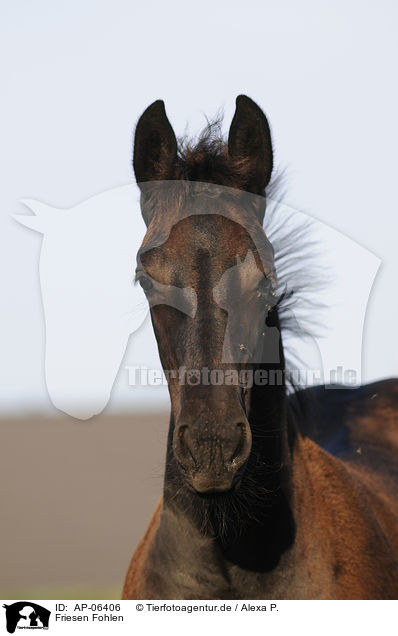 Friesen Fohlen / Friesian horse foal / AP-06406