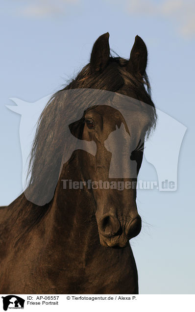 Friese Portrait / AP-06557