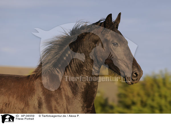 Friese Portrait / Friesian horse portrait / AP-06559