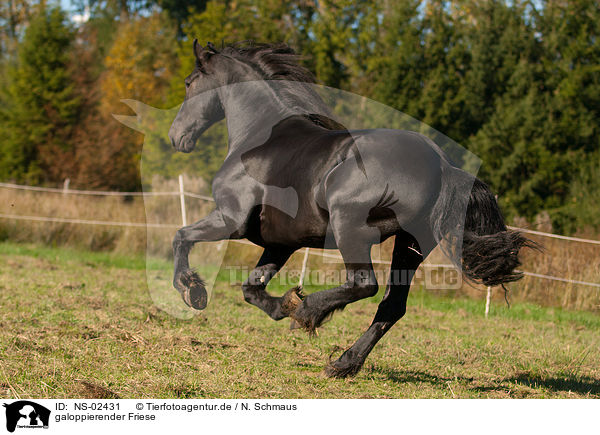 galoppierender Friese / galloping Friesian horse / NS-02431