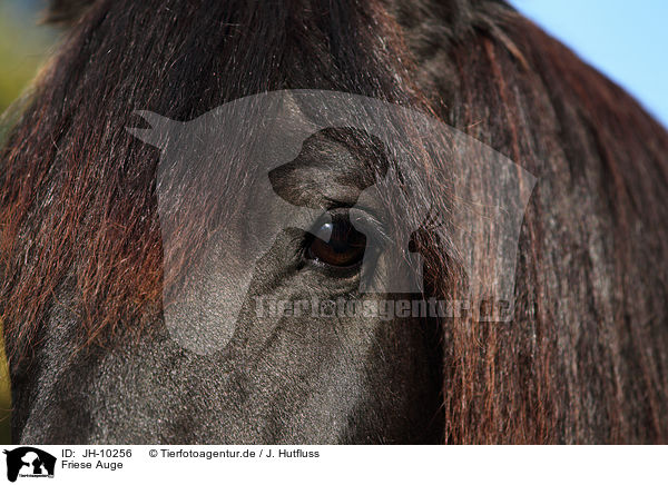 Friese Auge / Friesian horse eye / JH-10256
