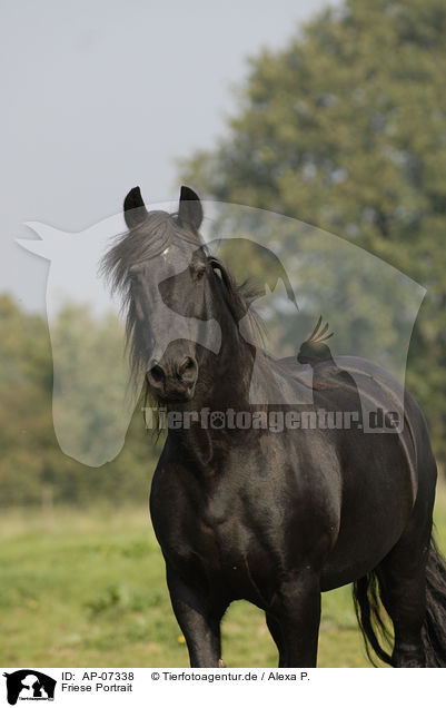 Friese Portrait / Frisian horse portrait / AP-07338