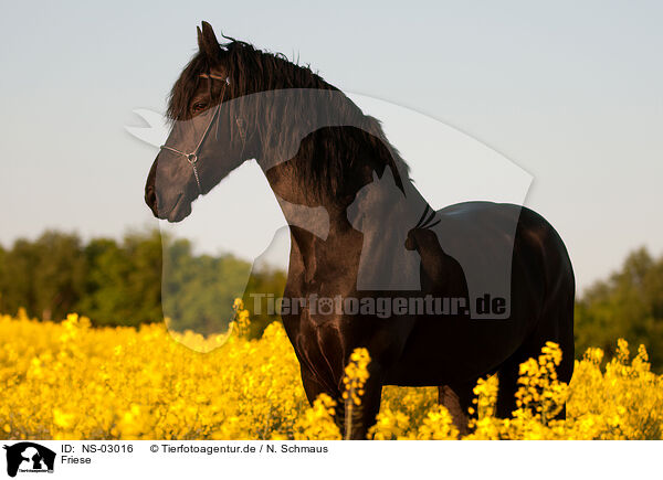 Friese / Friesian horse / NS-03016