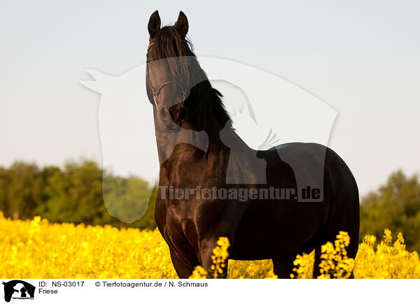 Friese / Friesian horse / NS-03017