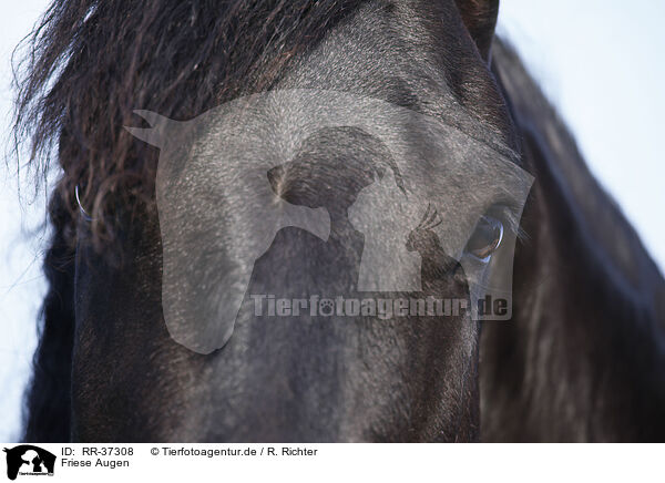 Friese Augen / Friesian Horse eyes / RR-37308