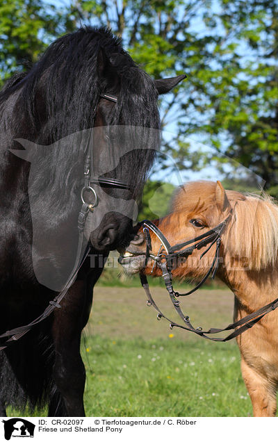 Friese und Shetland Pony / CR-02097