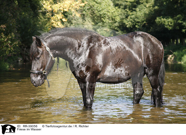 Friese im Wasser / friesian horse in water / RR-39056