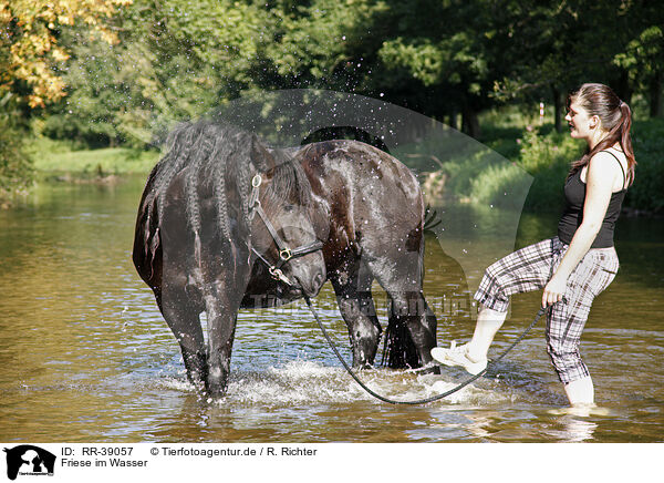 Friese im Wasser / friesian horse in water / RR-39057