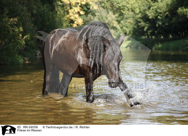 Friese im Wasser / friesian horse in water / RR-39058