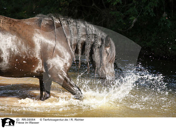 Friese im Wasser / friesian horse in water / RR-39064