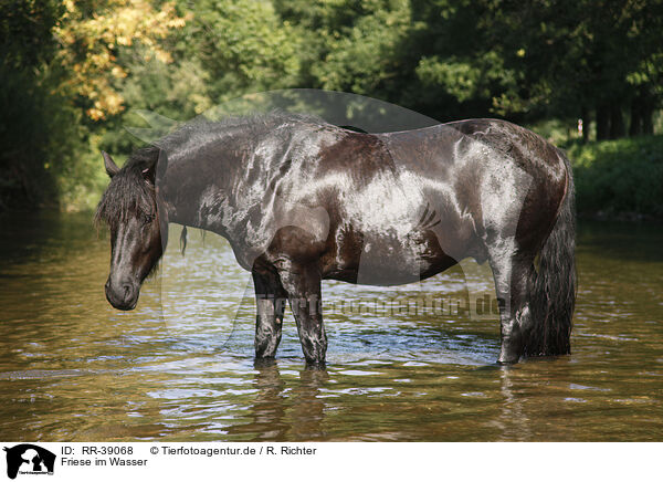 Friese im Wasser / friesian horse in water / RR-39068