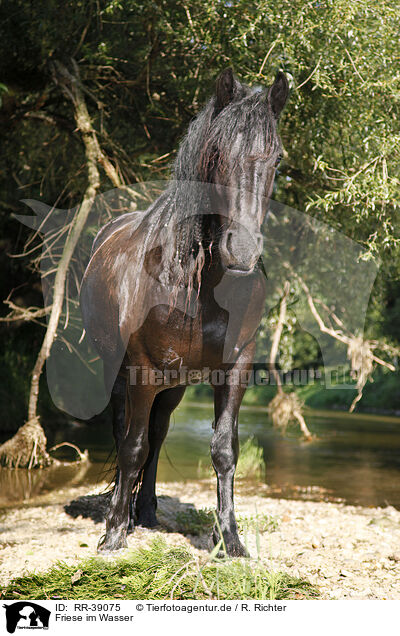 Friese im Wasser / friesian horse in water / RR-39075