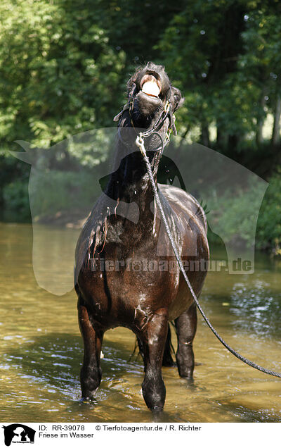Friese im Wasser / friesian horse in water / RR-39078