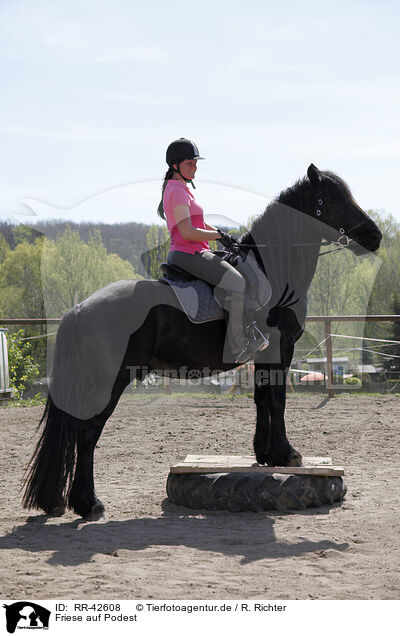 Friese auf Podest / Frisian horse on pedestal / RR-42608