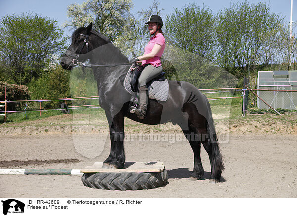Friese auf Podest / Frisian horse on pedestal / RR-42609