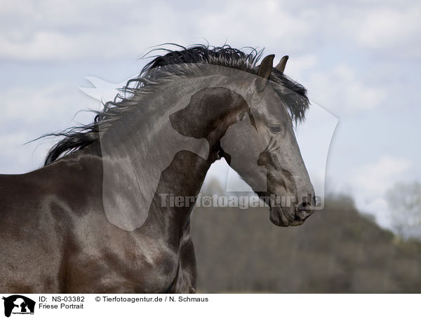 Friese Portrait / NS-03382