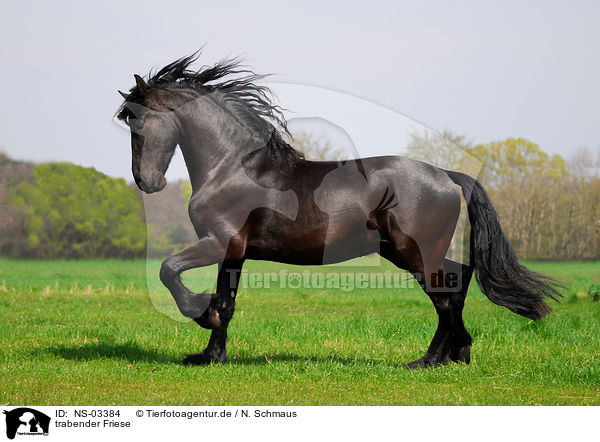 trabender Friese / trotting Frisian horse / NS-03384