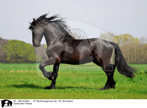 trabender Friese / trotting Frisian horse / NS-03384