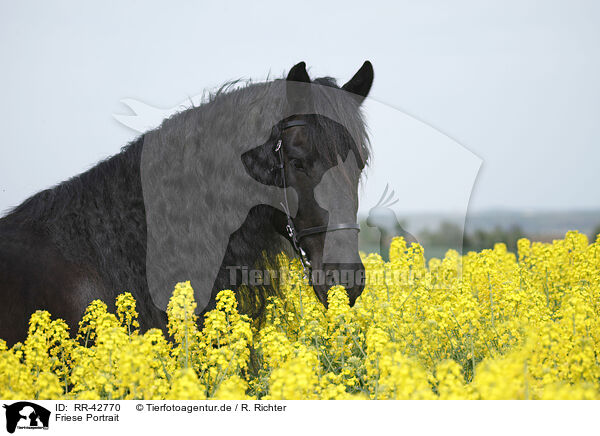 Friese Portrait / Frisian horse portrait / RR-42770