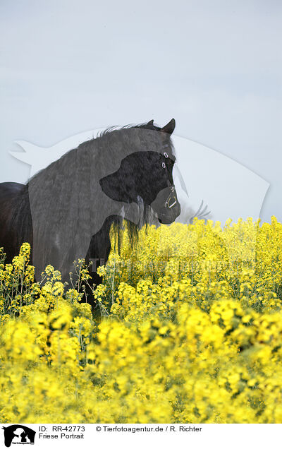 Friese Portrait / Frisian horse portrait / RR-42773