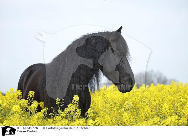Friese Portrait / Frisian horse portrait / RR-42776
