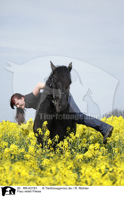 Frau reitet Friese / woman rides Frisian horse / RR-42781