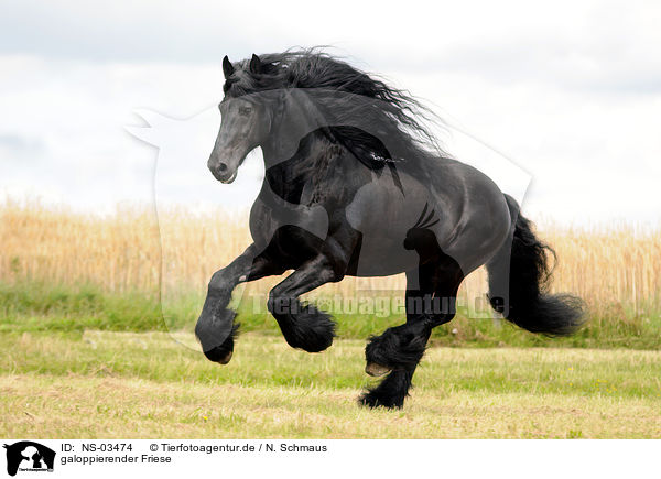 galoppierender Friese / galloping Friesian horse / NS-03474