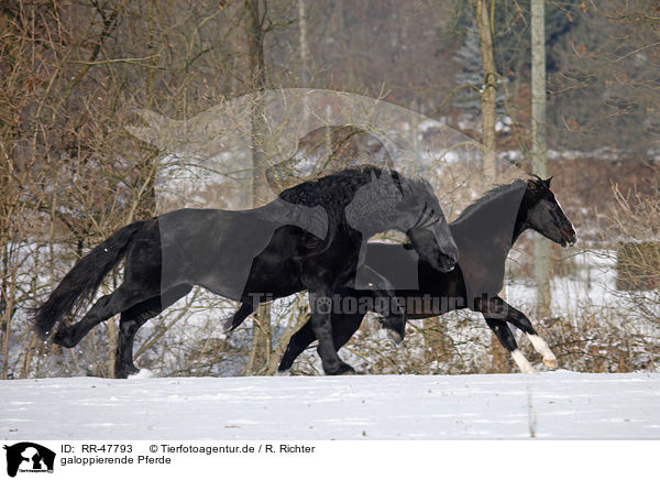 galoppierende Pferde / galloping horses / RR-47793