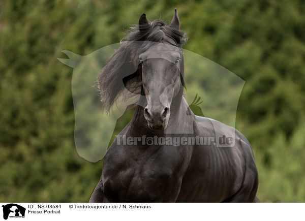Friese Portrait / Frisian horse portrait / NS-03584