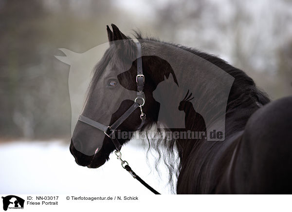 Friese Portrait / Frisian horse portrait / NN-03017