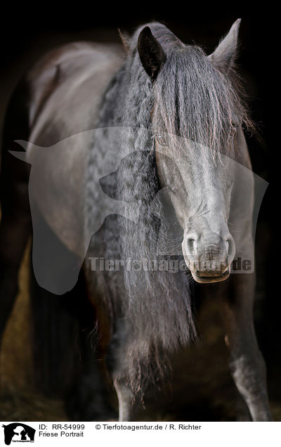 Friese Portrait / Friesian Horse Portrait / RR-54999