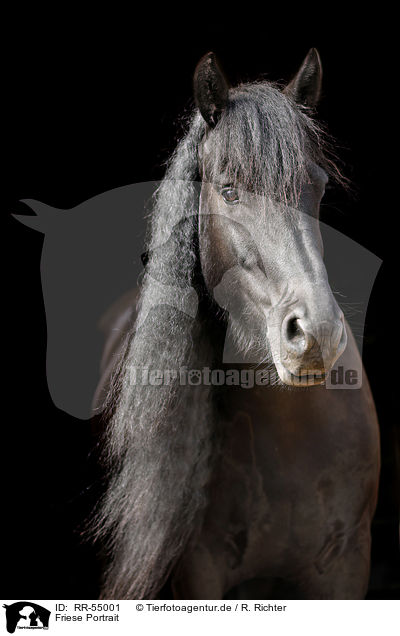 Friese Portrait / Friesian Horse Portrait / RR-55001