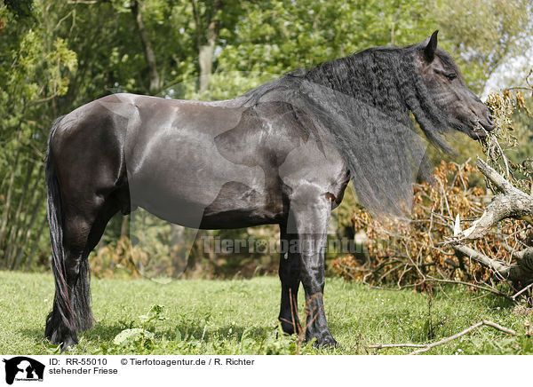 stehender Friese / standing Friesian Horse / RR-55010