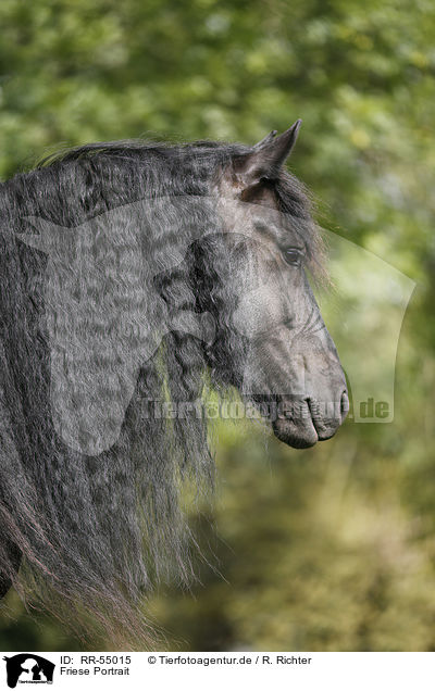 Friese Portrait / Friesian Horse Portrait / RR-55015