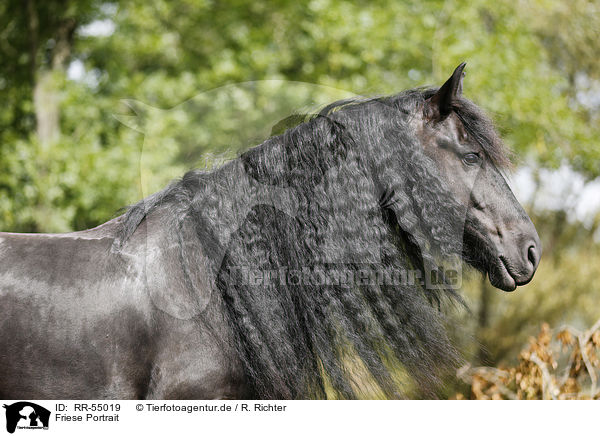 Friese Portrait / Friesian Horse Portrait / RR-55019