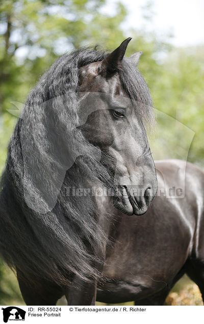 Friese Portrait / Friesian Horse Portrait / RR-55024