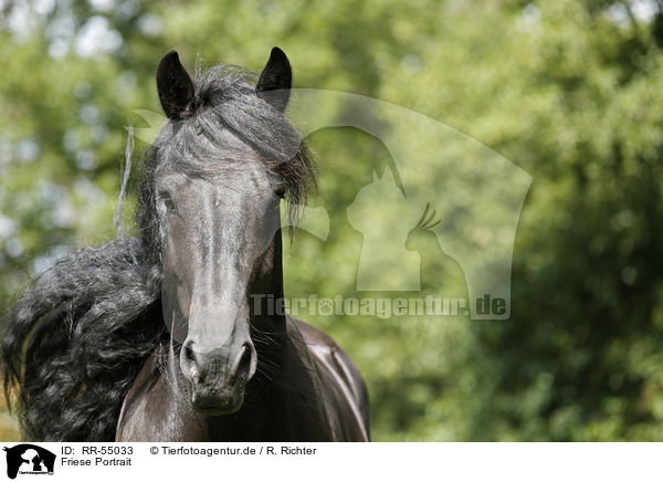 Friese Portrait / RR-55033