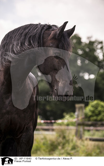 Friese Portrait / Frisian horse portrait / AP-11640