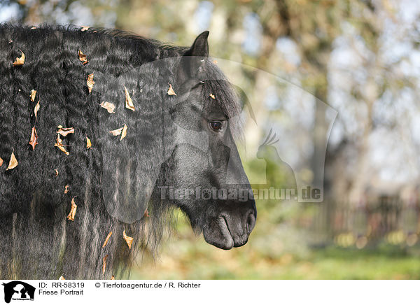 Friese Portrait / Friesian horse portrait / RR-58319
