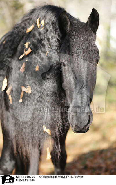 Friese Portrait / Friesian horse portrait / RR-58323