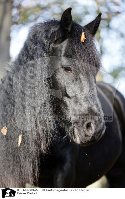 Friese Portrait / Friesian horse portrait / RR-58345